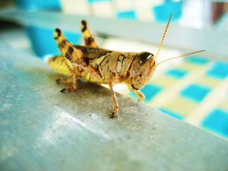 grasshoppah 3.