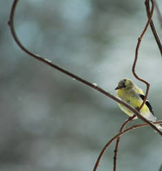 Goldfinch!