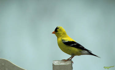 American Goldfinch