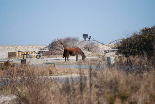 Entering Assateague