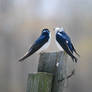 Tree Swallows