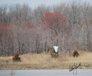 Snowy Egret