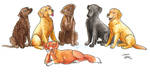 Retrievers by novablue