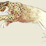 Leaping lynx