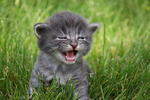 I am kitten hear me ROAR