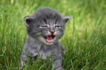I am kitten hear me ROAR by novablue