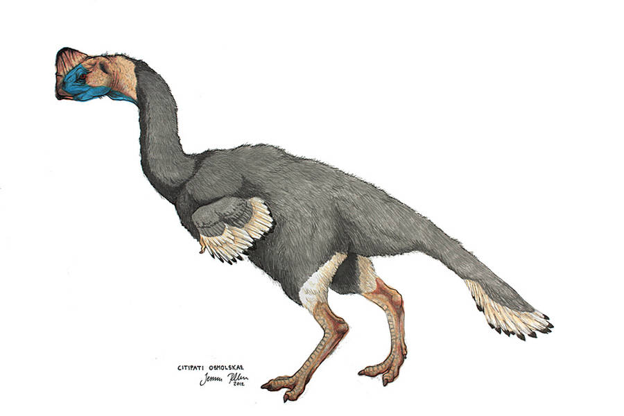 Citipati osmolskae by novablue