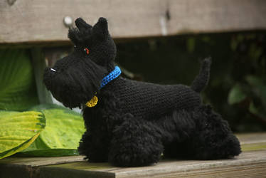 Buster the Scottish terrier