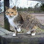 Stable cat 2