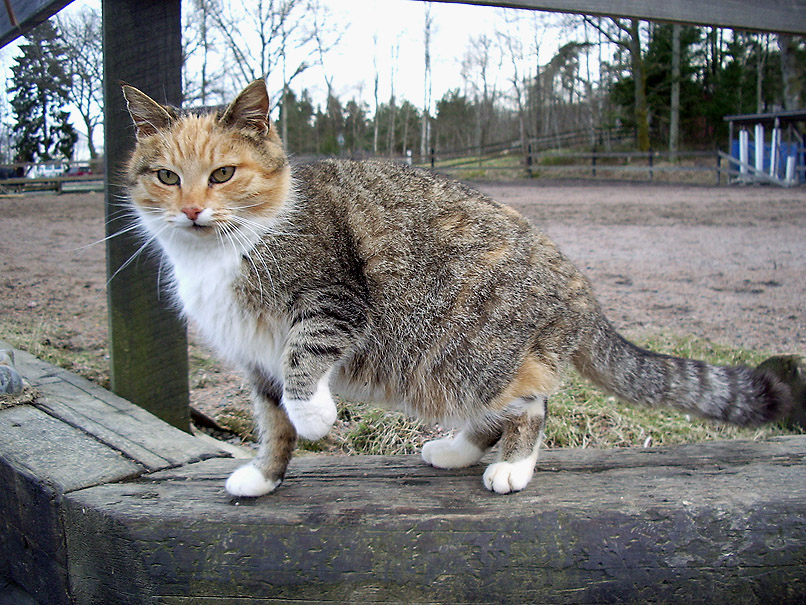 Stable cat 2