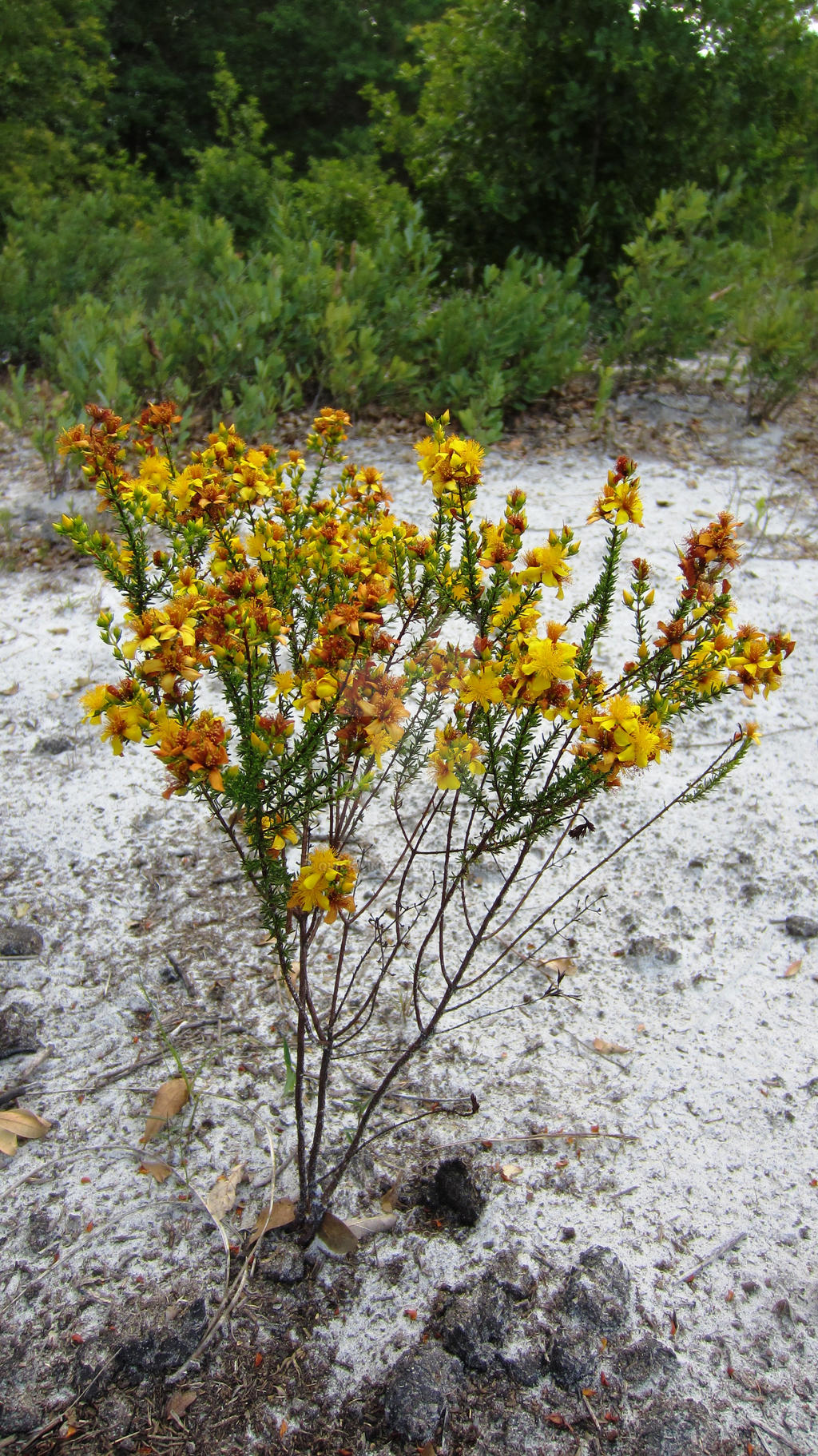 Flowering Alone