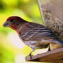 Red Head Bird