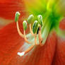 Amaryllis Pollen