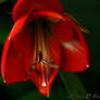 Amaryllis 3