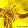 Macro Yellow 1