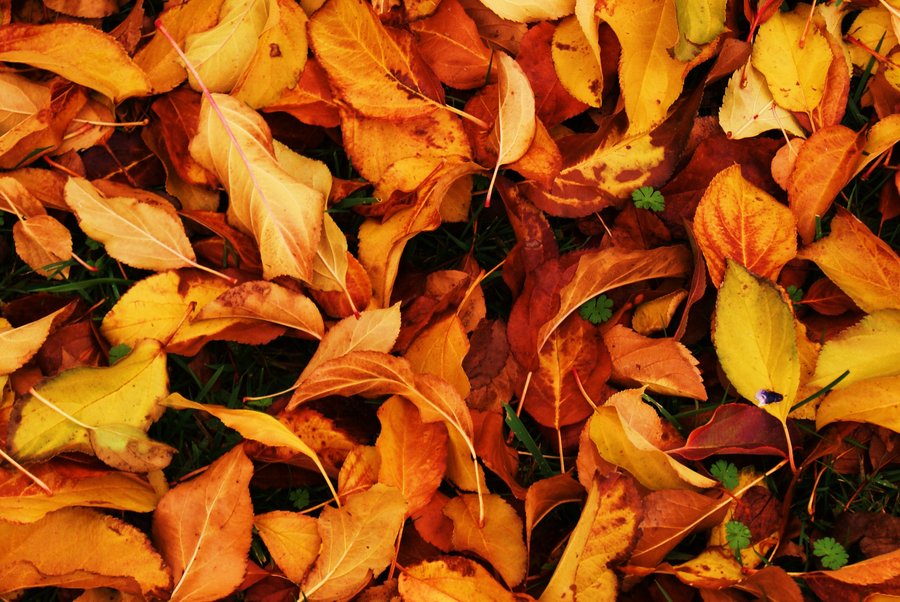 Autumn Leaves 1