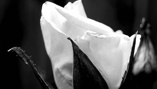 Black And White Rosebud