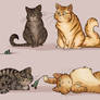 My fat kitties
