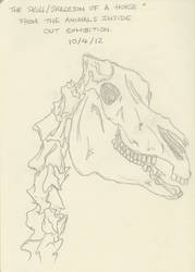 Skeleton of a Horse