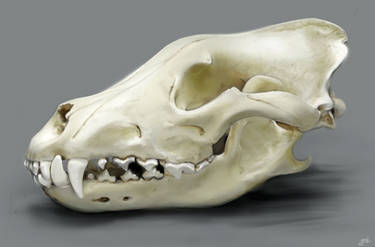 Study of a Wolf Skull