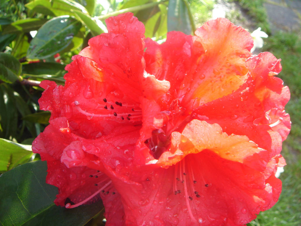 red rhody by materialmirage on DeviantArt