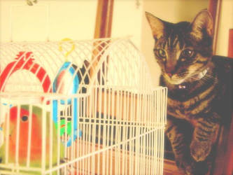 Cat meets Bird