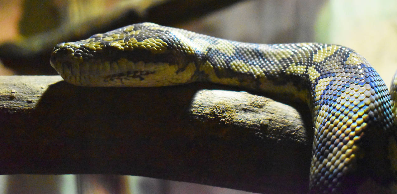 Detailed Carpet Python Drawing Carpet Python by Chasers-Designs on DeviantArt