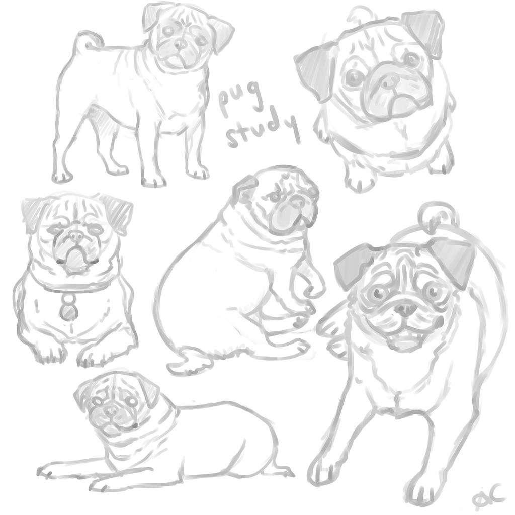 An hour of pugs.