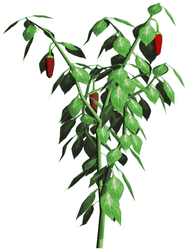Jalapeno-plant