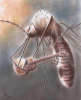 Mosquito Song