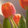 Tulips 2