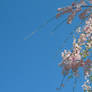 cherry blossom branch