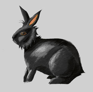 Rabbit - Practice