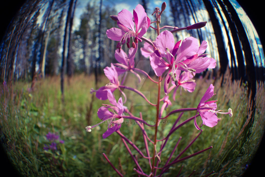 Warped Flower