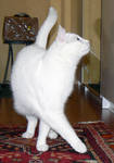 Cat Stock 001 by JoalitaLadyStock