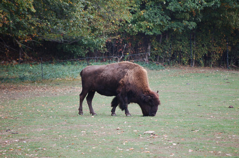 bison 0219