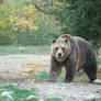 grizzly bear 0273