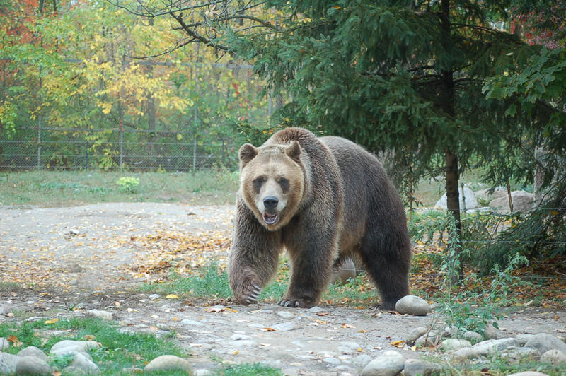 grizzly bear 0273