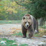 grizzly bear 0274