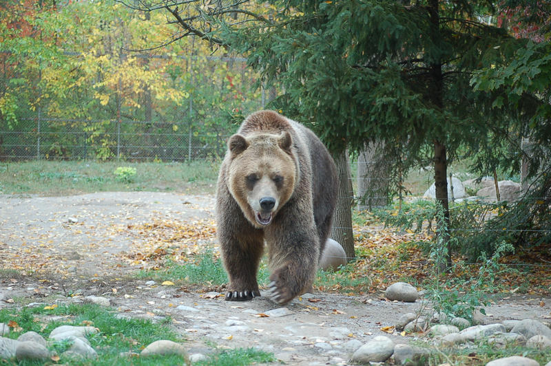 grizzly bear 0274 by stocklove