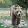 grizzly bear 0282