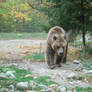 grizzly bear 0284