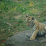 siberian tiger cub 0377