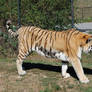 siberian tiger 9521