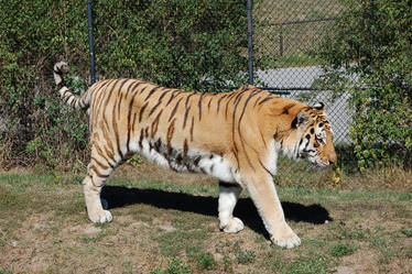 siberian tiger 9521