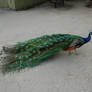 peacock 0110
