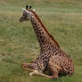 giraffe 6671