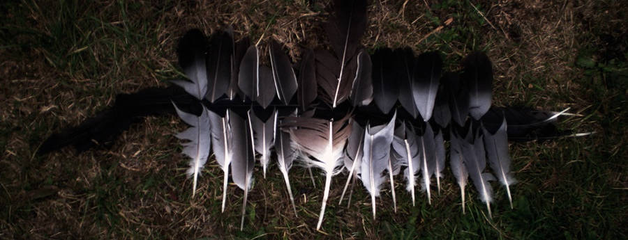 fallen feathers by sudrabs