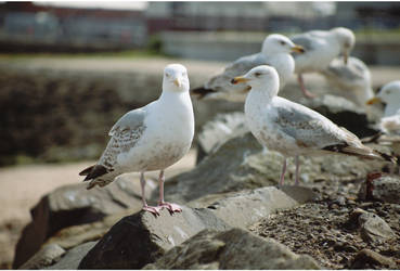 Seagulls Look at Things