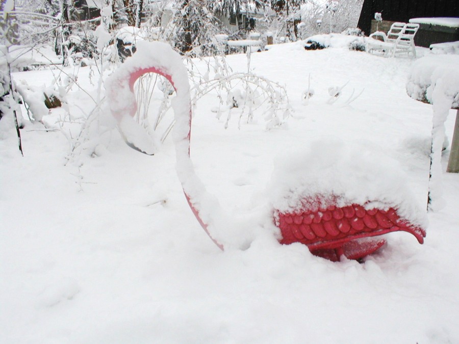 Winter flamingo